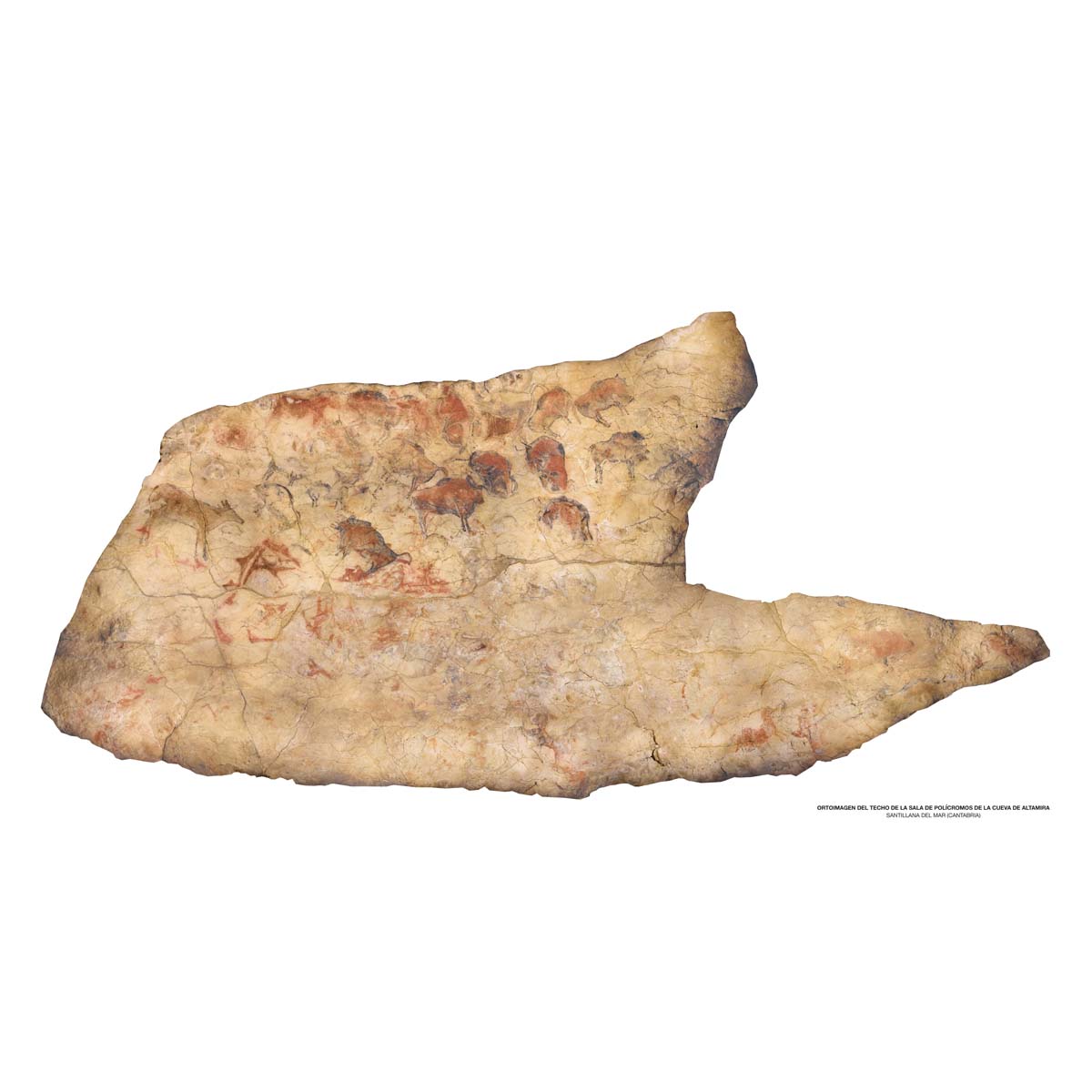 Cueva de Altamira. Techo de la sala de Polícromos. Escala 1:20