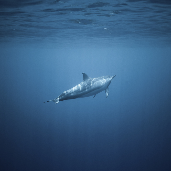 Instituto Español de Oceanografía